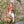Saharienne 